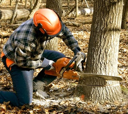 Tree Removal in Marshallville, GA
